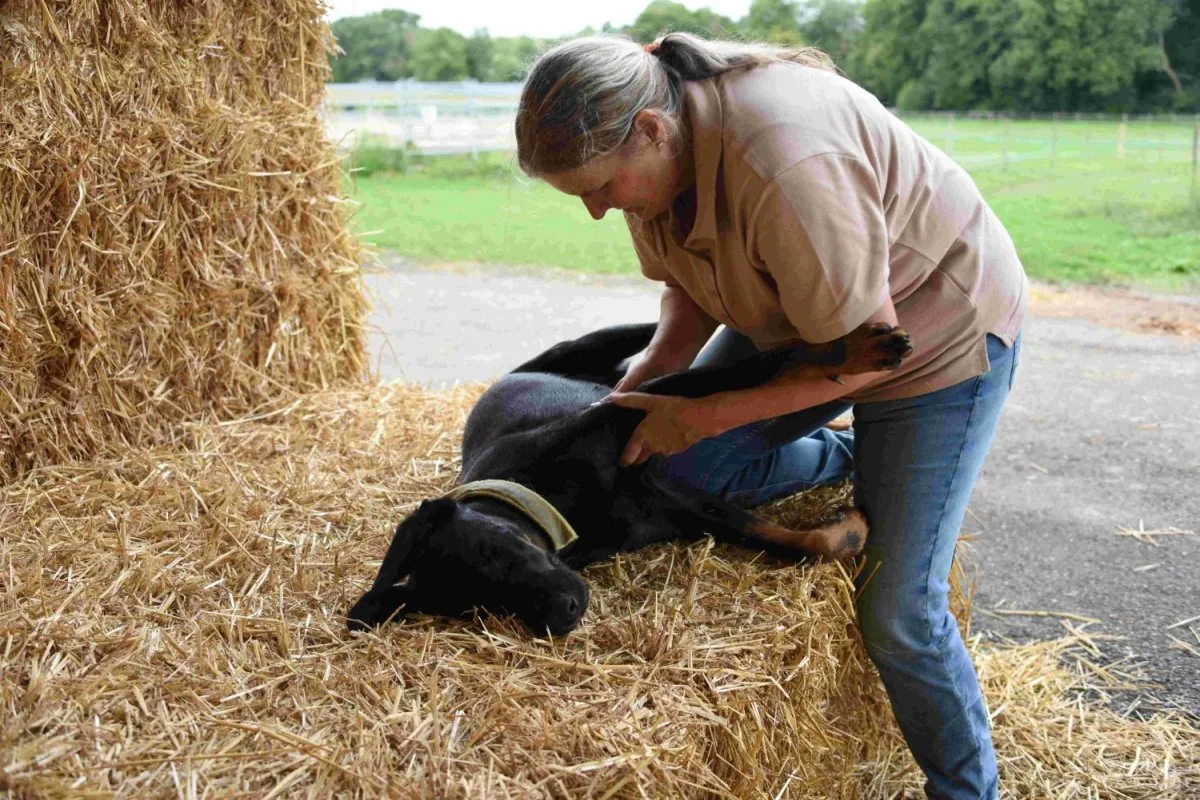 Tier Shiatsu, Shiatsu